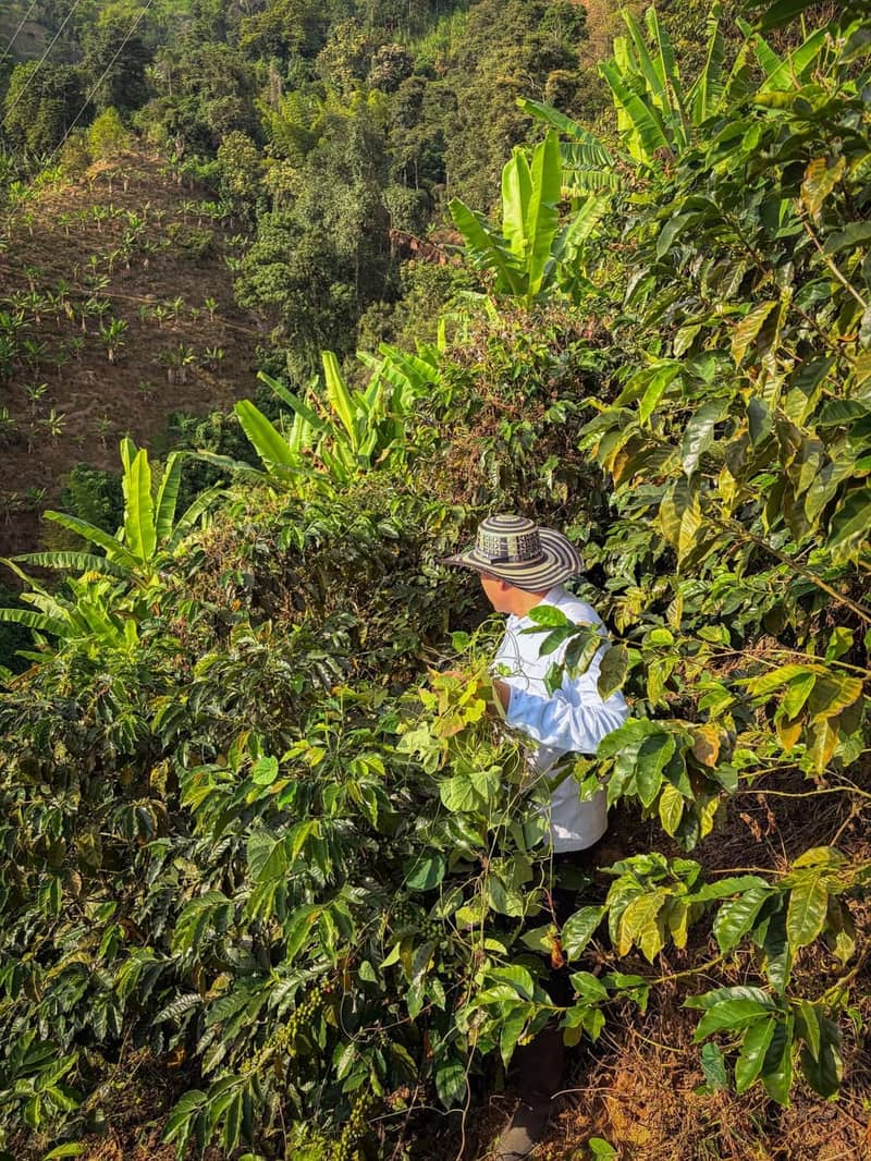 Qu'est-ce qu'un café de spécialité ? Définition et critères
