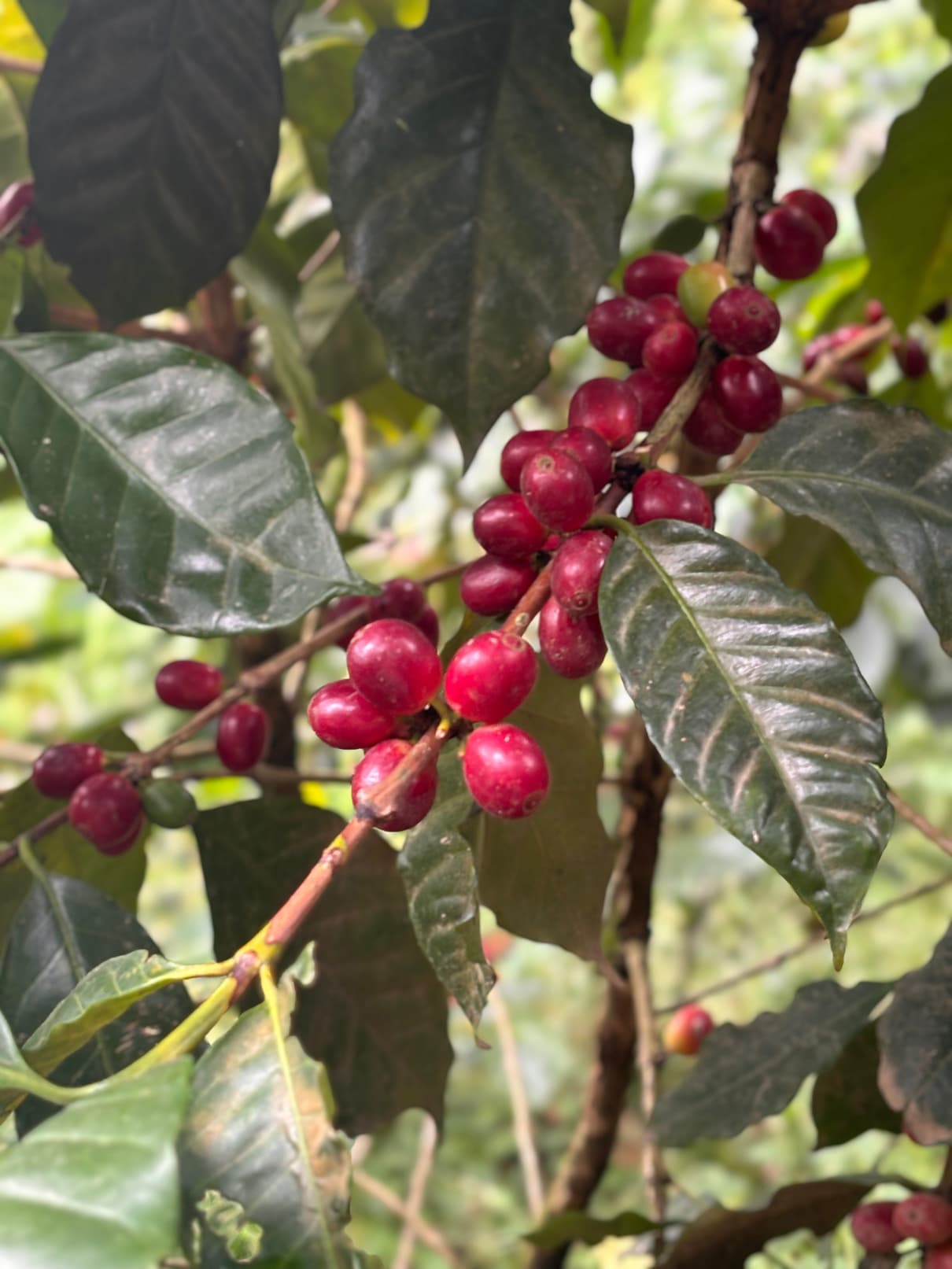 Cerezas de café maduras en la rama