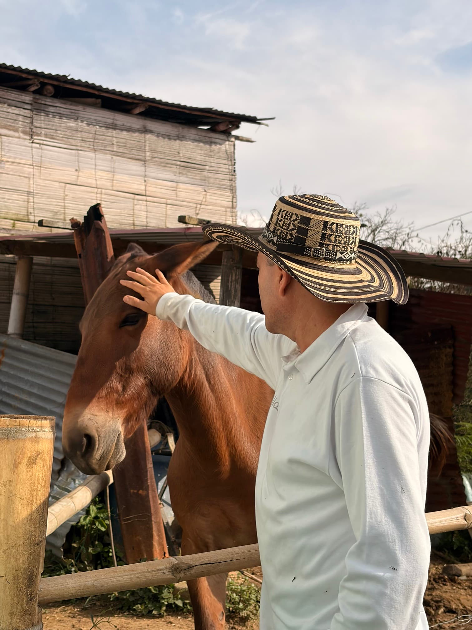 Un hombre con sombrero vueltiao acaricia una mula en la finca
