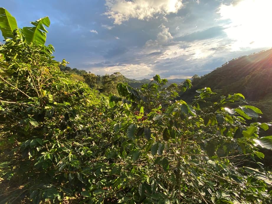 Cafetales y montañas de la finca al atardecer